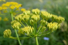 Pastinaca clausii