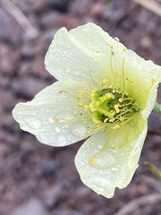 Papaver radicatum