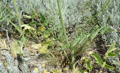 Pastinaca clausii