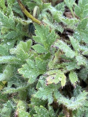 Papaver radicatum