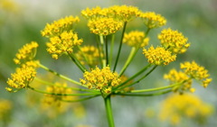 Pastinaca clausii
