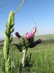 Carduus argentatus