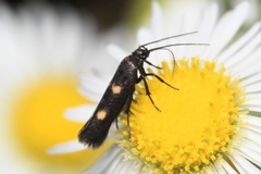 Parascythris muelleri