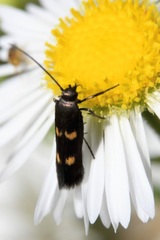 Parascythris muelleri