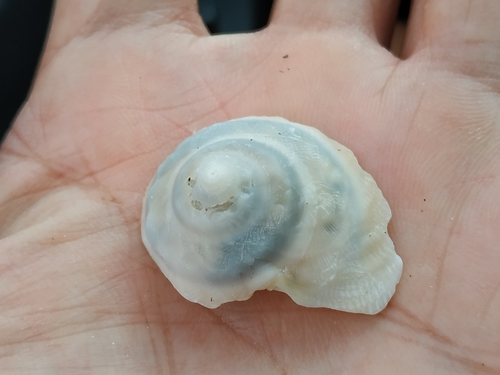 Onustus exutus observed 2021-08-04