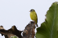 Crithagra hyposticta