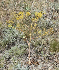 Ferula caspica