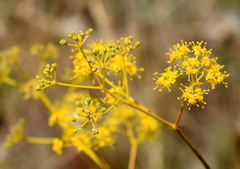 Ferula caspica