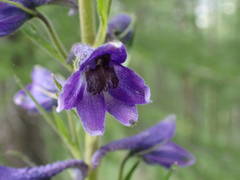 Delphinium dubium