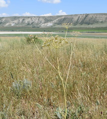 Pastinaca clausii