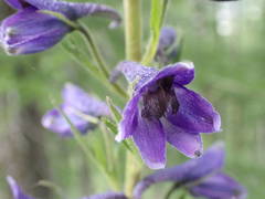 Delphinium dubium