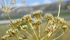 Pastinaca clausii