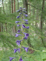 Delphinium dubium