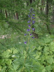 Delphinium dubium