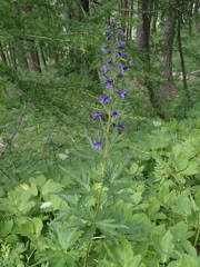 Delphinium dubium