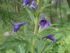 Delphinium dubium