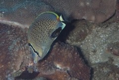 Chaetodon guttatissimus