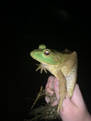 Lithobates catesbeianus