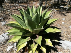 Agave gentryi