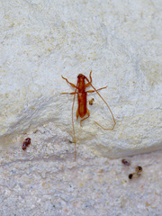 Hypexilis pallida