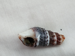 Batillaria zonalis