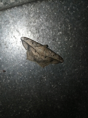 Chiasmia simplicilinea