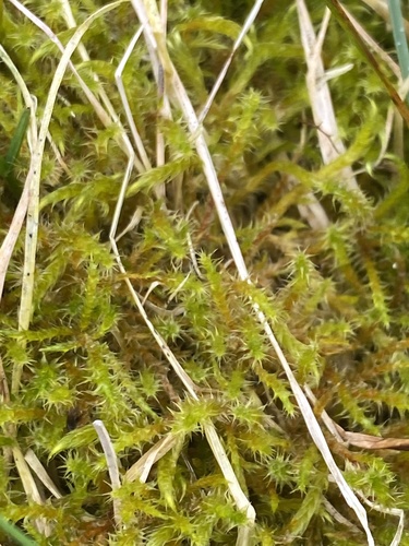 kostrbatec strapatý (Rhytidiadelphus squarrosus)