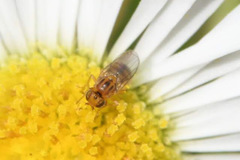 Trachysiphonella scutellata