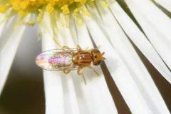 Trachysiphonella scutellata