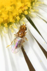 Trachysiphonella scutellata