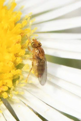 Trachysiphonella scutellata