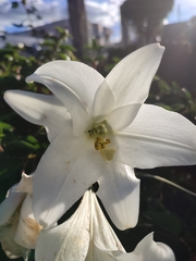 Lilium longiflorum