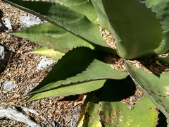 Agave gentryi