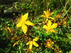 Hypericum perforatum