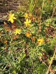 Hypericum perforatum