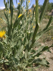 Centaurea chartolepis