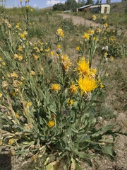 Centaurea chartolepis