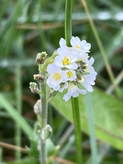 Draba fladnizensis