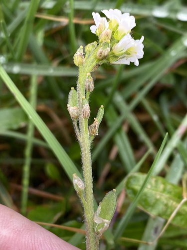 chudôbka bledožltá (Draba fladnizensis)