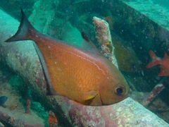Pempheris vanicolensis