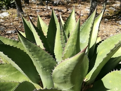 Agave gentryi