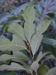 Artocarpus hypargyreus