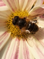 Eristalis tenax