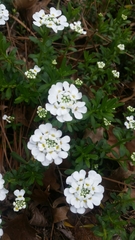 Iberis