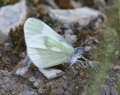 Leptidea duponcheli