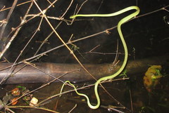 Boiga cyanea