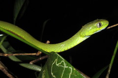 Boiga cyanea