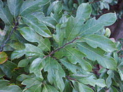 Artocarpus hypargyreus