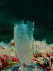 Rhopalaea