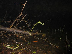 Boiga cyanea
